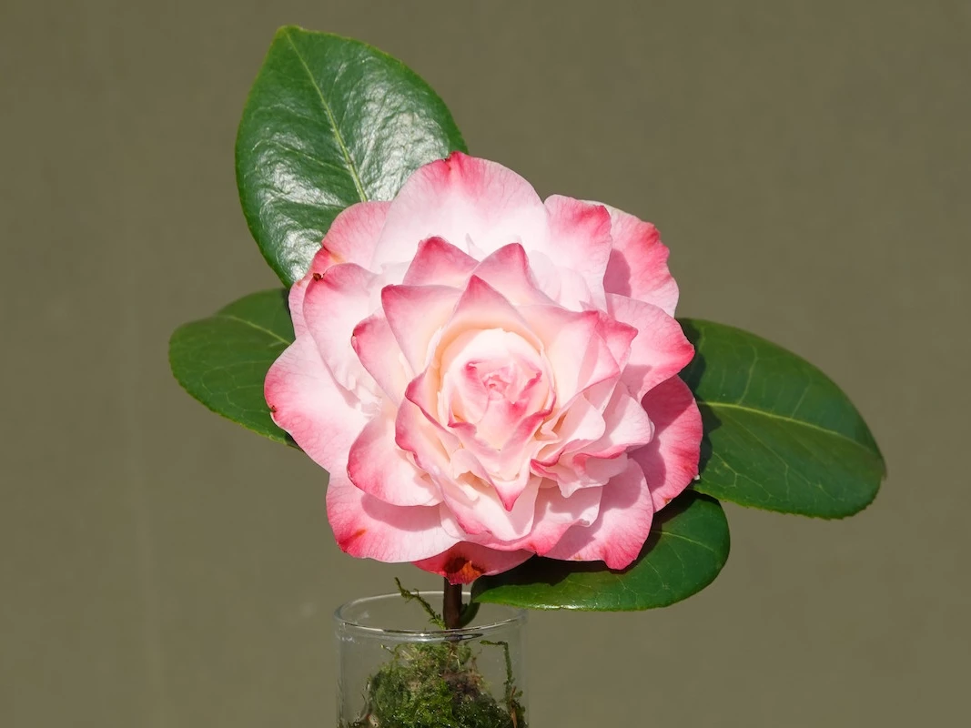 Nuccio's Jewel
